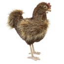 Folkmanis Henne (Restposten)